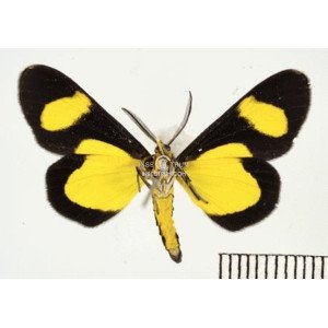 CYLLOPODA JATROPHARIA